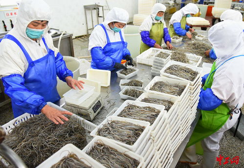 連云港 海產(chǎn)品加工助力家門口就業(yè)