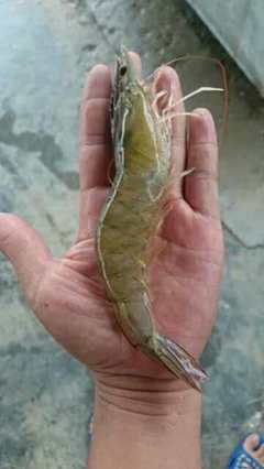 包技術(shù)包回收 連云港匯澤水產(chǎn)特級(jí)南美白對(duì)蝦苗 利潤高 全國送貨上門 成活率高 工廠化養(yǎng)殖