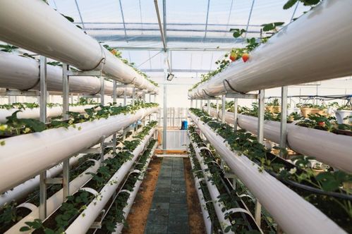 連云港的草莓上新啦